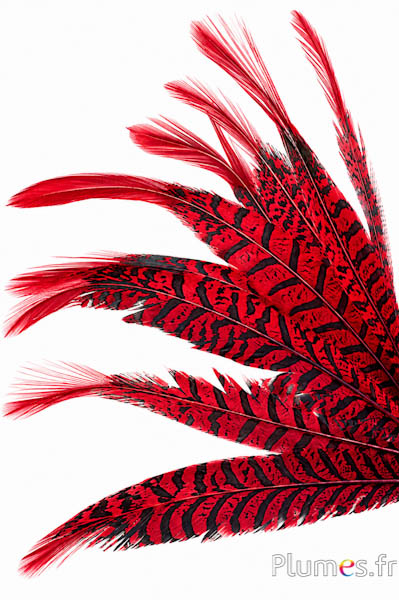 Fagiano Lady Armherst - 24-27 cm - rosso-nero 